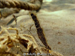 Hairy Pygmy Pipehorse -
Naama Bay- by Adolfo Maciocco 